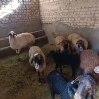 میش|حیوانات مزرعه|معصومیه, |دیوار