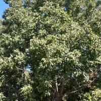 اجاره درخت گردو