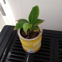 درخت موز،حسن یوسف،سانسوریا