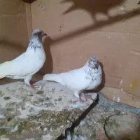 کبوتر|پرنده|رشت, پسیخان|دیوار