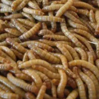 کرم میلورم / خشک و زنده