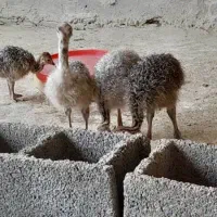 فروش جوجه شترمرغ|حیوانات مزرعه|شریفآباد, |دیوار