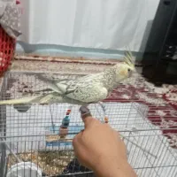 عروس هلندی دستی|پرنده|بیجار, |دیوار