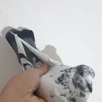 کبوتر ماده پاکستانی|پرنده|مشگین شهر, |دیوار