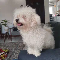 واگذاری رایگان شیتزو نر