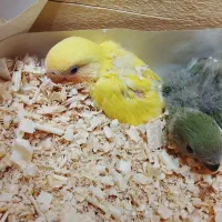 جوجه گرین چیک و برزیلی|پرنده|اهواز, کوی سعدی|دیوار