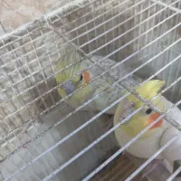 فروش جفت عروس هلندی|پرنده|بومهن, |دیوار