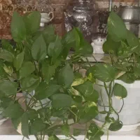 ۵عدد گل پیتوس سرحال وشاداب