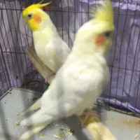 عروس هلندی مولد و سخنگو