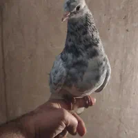 دم سفید|پرنده|مشهد, کوثر|دیوار