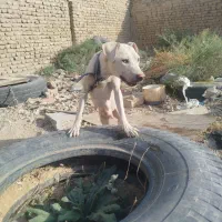 واگذاری توله بیت بول
