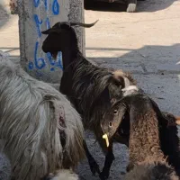 دو راس بز چاق