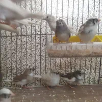 فنچ|پرنده|فولادشهر, A4|دیوار