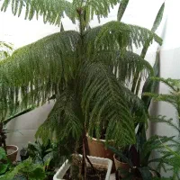 کاج مطبق
