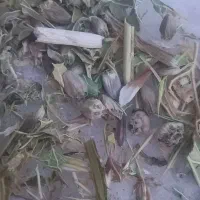 کنگر فروشی‌‌‌ پر دانه