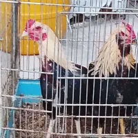 دو راس خروس لاری به فروش میرسد جوان وسالم