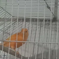 قناری جمله|پرنده|بندر ماهشهر, |دیوار