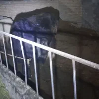 گاو|حیوانات مزرعه|گلپایگان, |دیوار