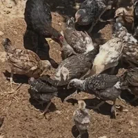 جوجه محلی