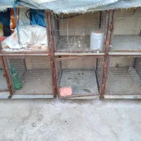 جفت گاه کبوتر