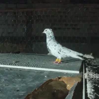 سرور دم سفید|پرنده|مبارکه, |دیوار