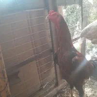 مرغ وخروس بفروشی