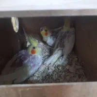 عروس هلندی لوتینو|پرنده|ری, فیروزآبادی|دیوار