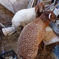 بره نردرجه یک
