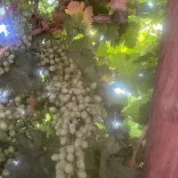 فروش کاه جو