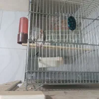 سهره دورگ زاغ سر ناخن سفید