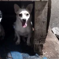 واگذاری سگ پاکوتاه