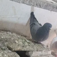 صحرایی|پرنده|کبودرآهنگ, |دیوار