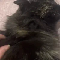 واگذاری رایگان گربه خونگی به شرط تعهد