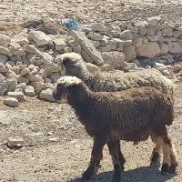 میش بره دار سرحال سالم سالم|حیوانات مزرعه|ارم, |دیوار