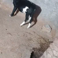 گاو وگوساله|حیوانات مزرعه|بهبهان, |دیوار