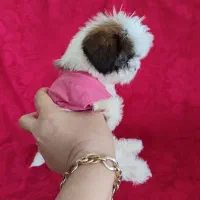 واگزاری توله سگ های مینیاتوری|سگ|تبریز, |دیوار