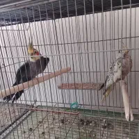 جفت عروس هلندی مولد|پرنده|جم, |دیوار