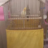 عروس هلندی مولد