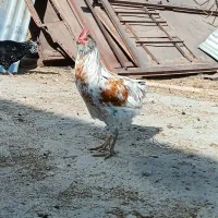 فروش خروس جوان و زیبا جهت قربانی کردن و نسل کشی|حیوانات مزرعه|معصومیه, |دیوار