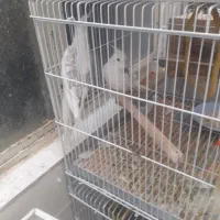 گرینچیک وعروس هلندی|پرنده|شیراز, آزادی|دیوار