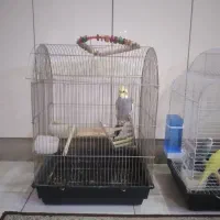 عروس هلندی باهوش وسخنگو