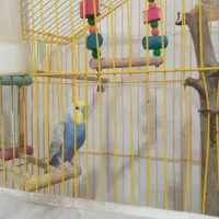 فروش مرغ عشق با تمام تجهیزات