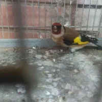 سهره رسمی خفن