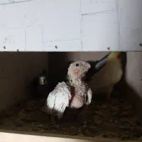 دو تا جوجه طوطی عروس هلندی|پرنده|فریدون‌کنار, |دیوار