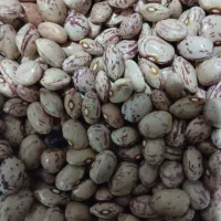 لوبیا چیتی برای خوراکی و بذر