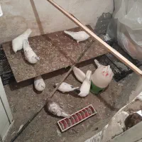 کبوتر واقعا خاص|پرنده|سلماس, |دیوار