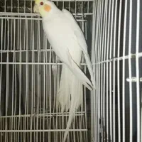 ماده لوتینو