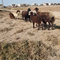 ۳راس گوسفنددوقلو|حیوانات مزرعه|سیمین شهر, |دیوار