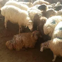 فروش گوسفند زنده وخونی شبانه روزی|حیوانات مزرعه|مشهد, کشاورز|دیوار