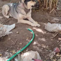 سگ دورگه نژاد افغان،هاسکی|سگ|کرمان, |دیوار